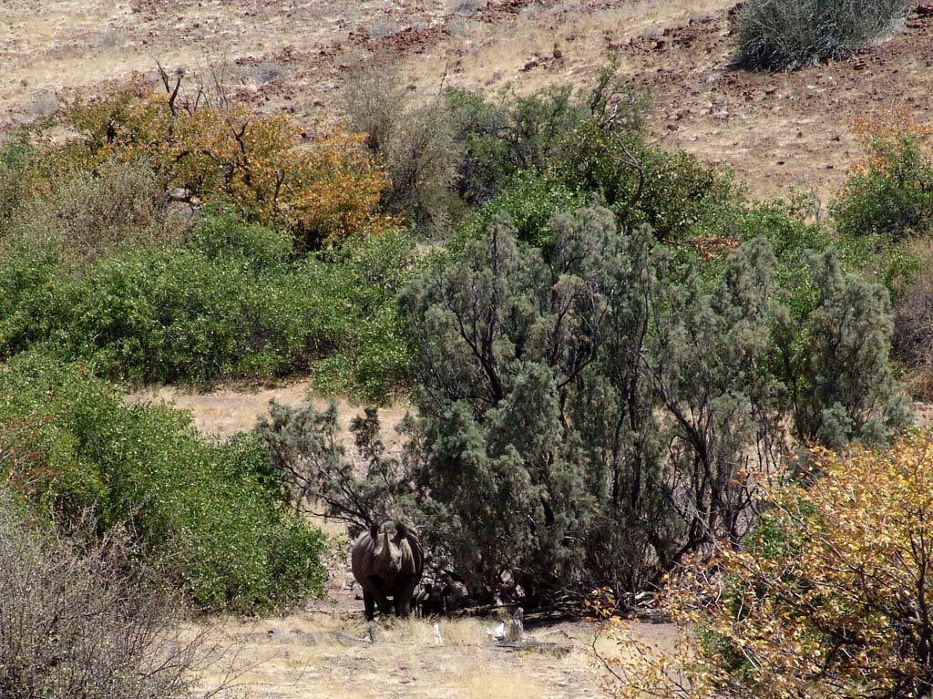 Palmwag Rhino Camp