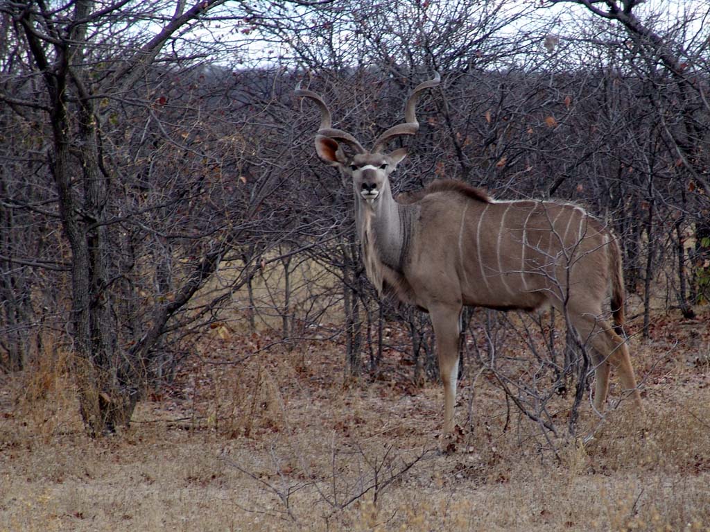 Ongava Game Reserve