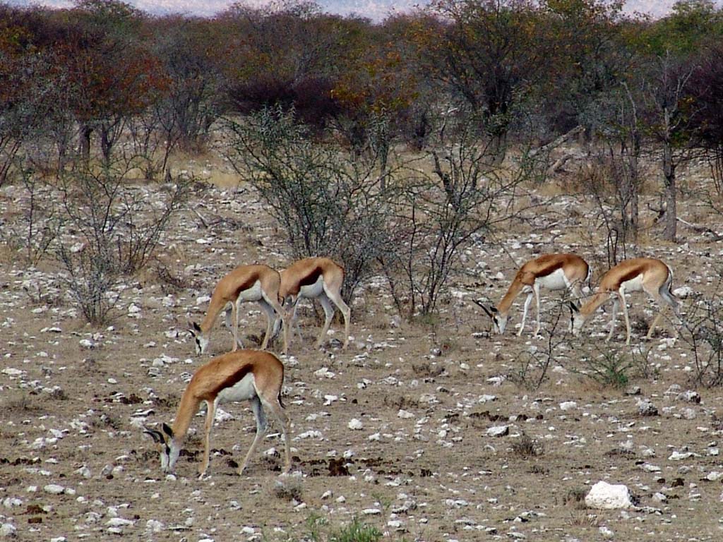 Etosha National Park