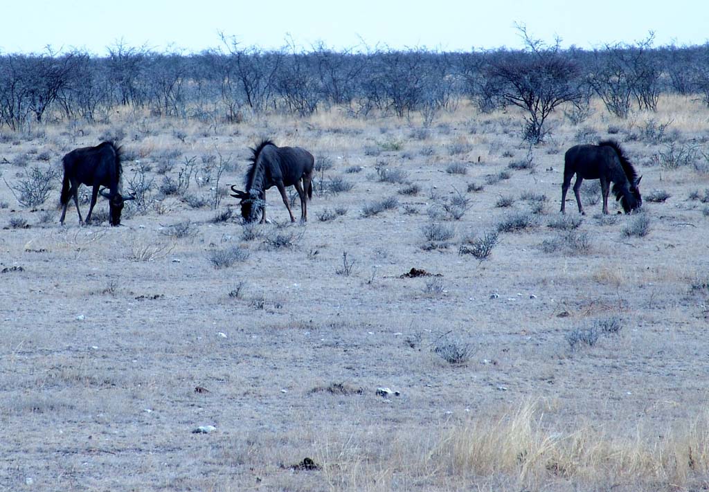 Etosha National Park