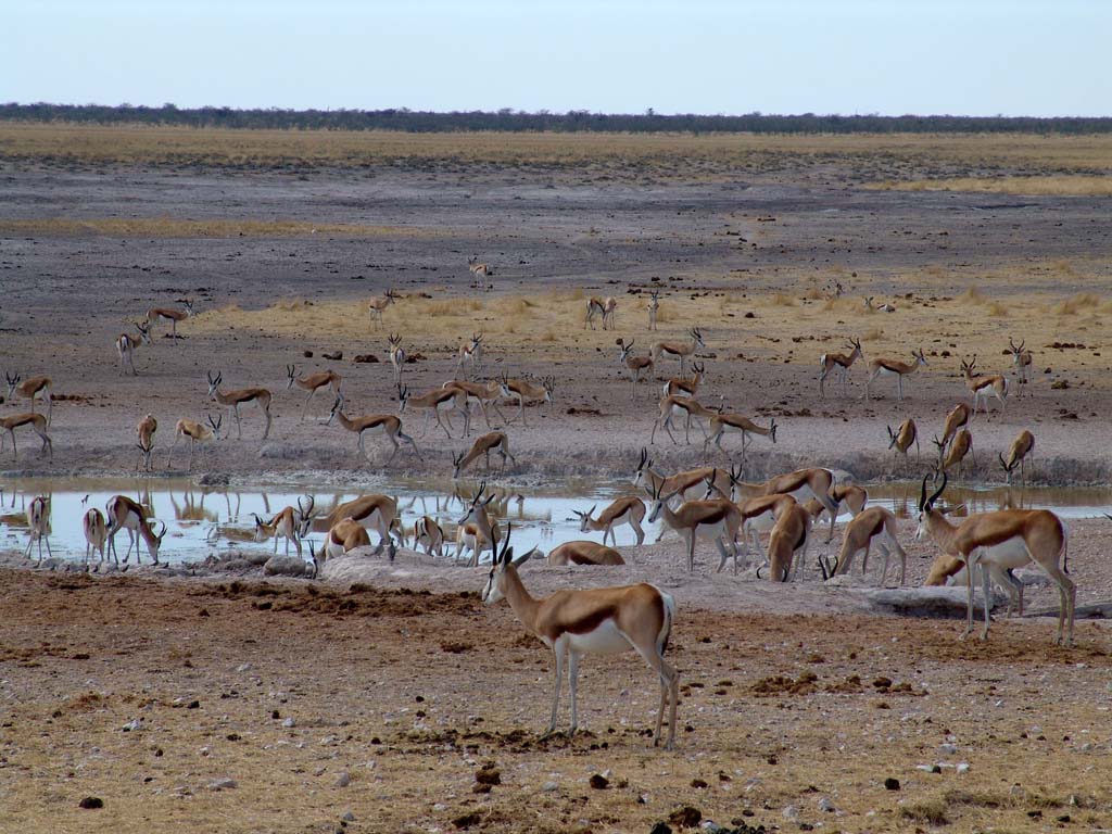 Etosha National Park