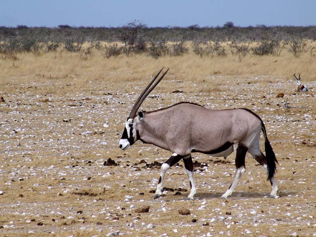 Etosha National Park