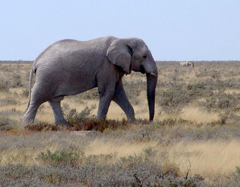 Etosha National Park