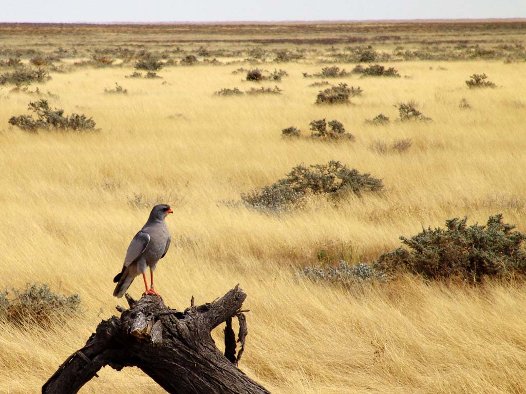 Etosha National Park