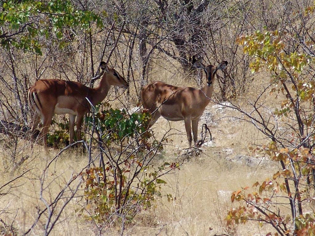 Etosha National Park