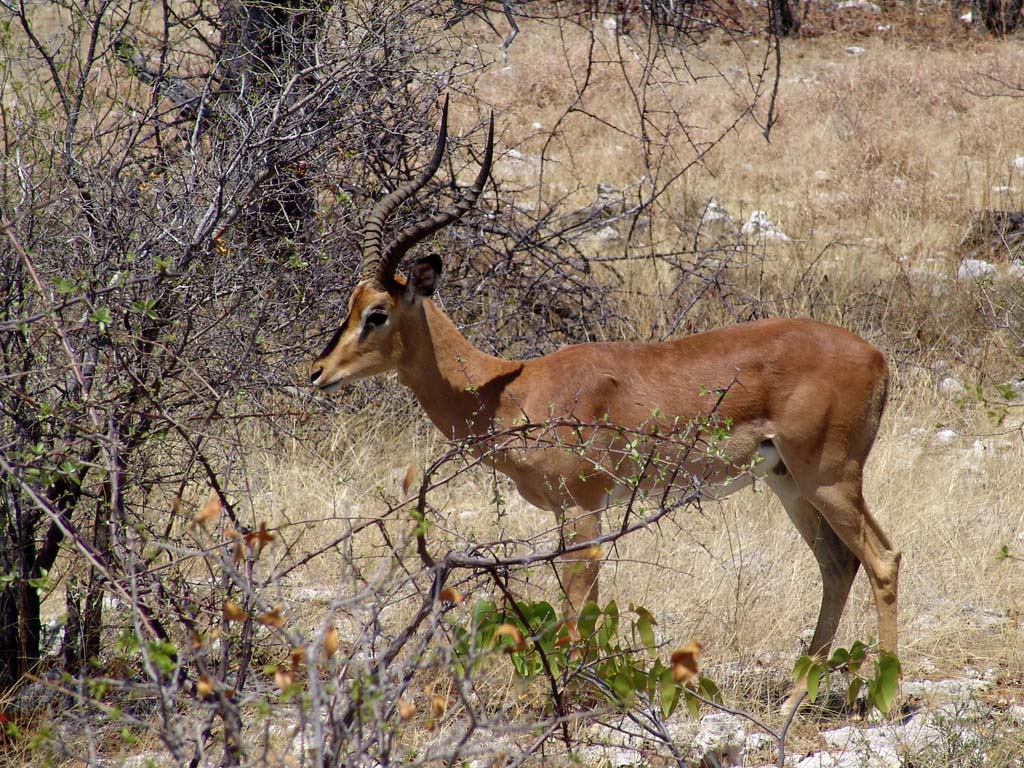 Etosha National Park