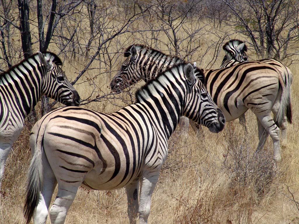 Etosha National Park