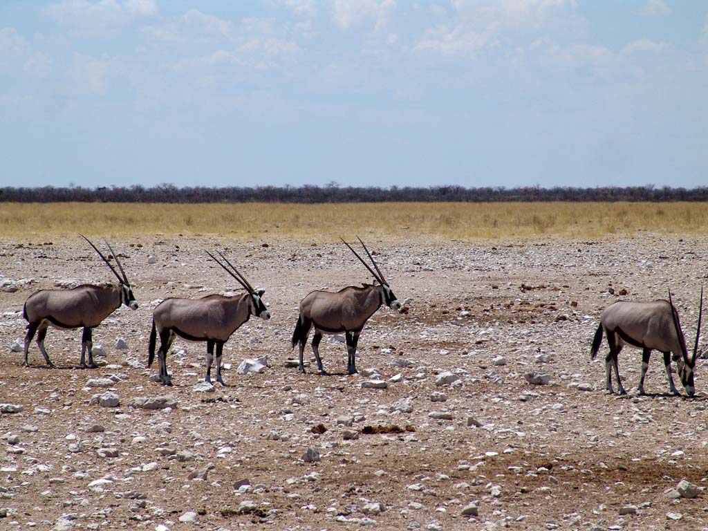 Etosha National Park