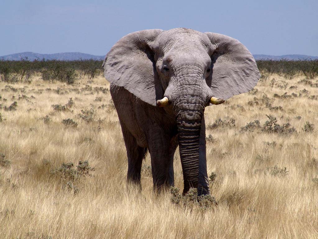 Etosha National Park