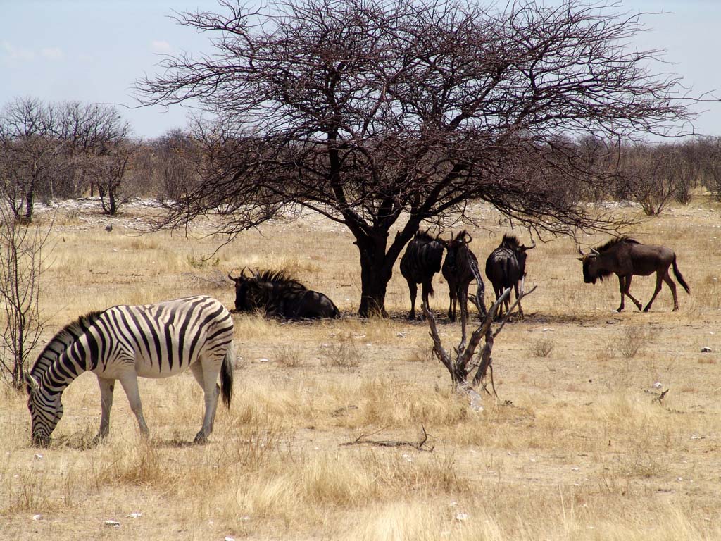 Etosha National Park