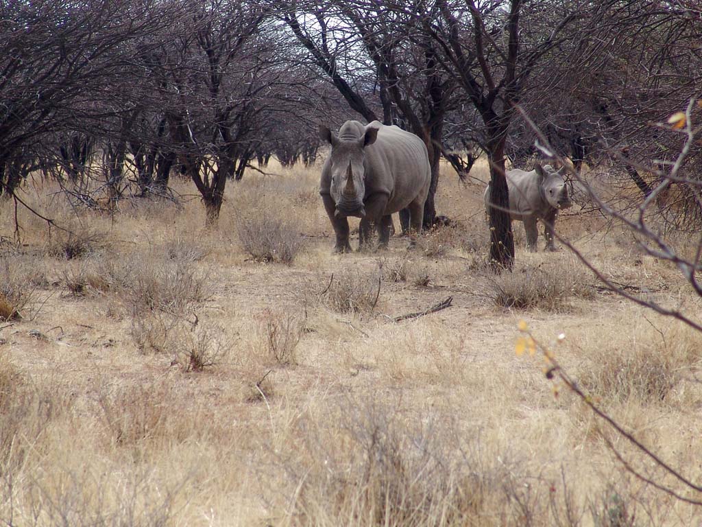 Ongava Game Reserve