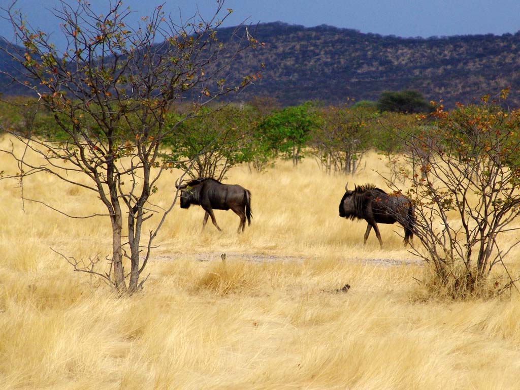 Ongava Game Reserve