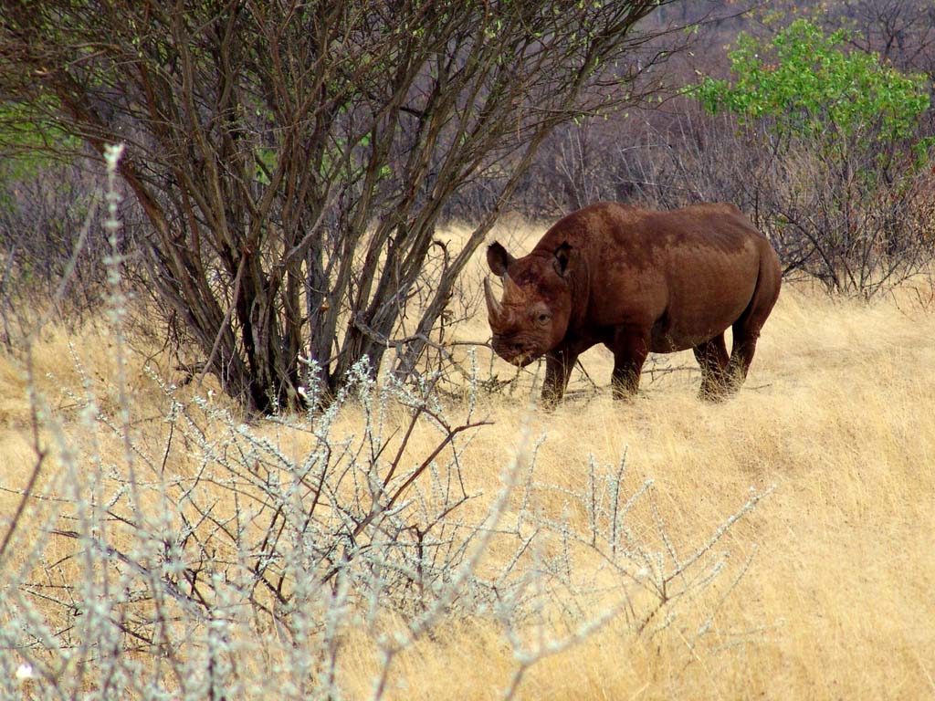 Ongava Game Reserve