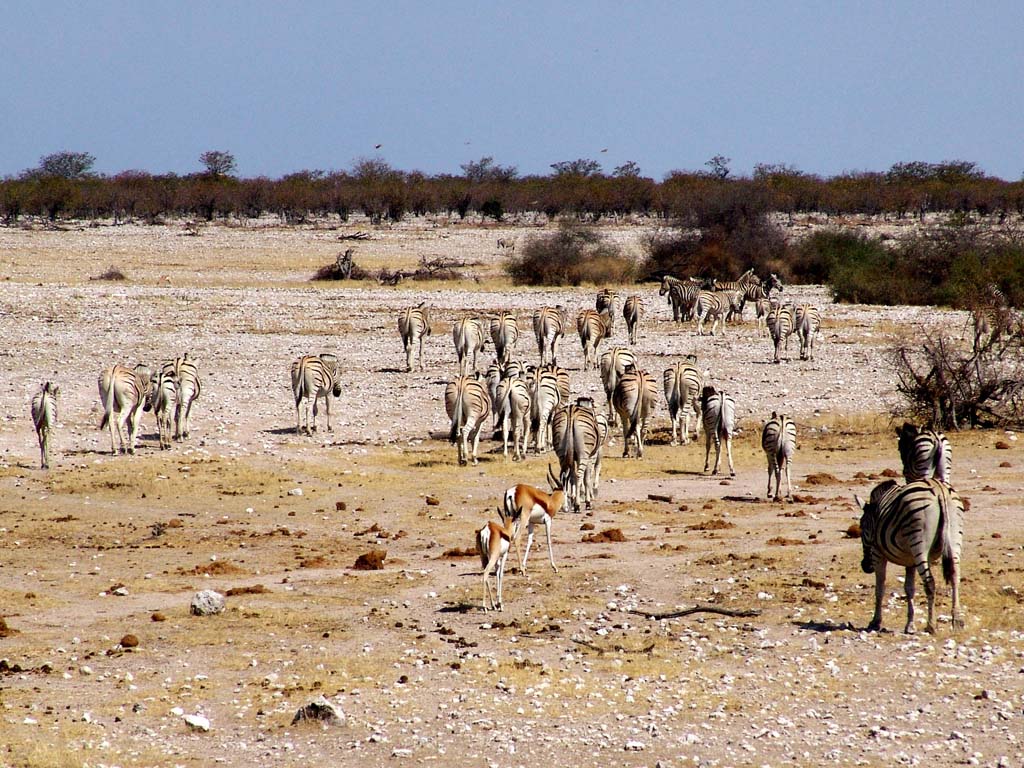 Etosha National Park