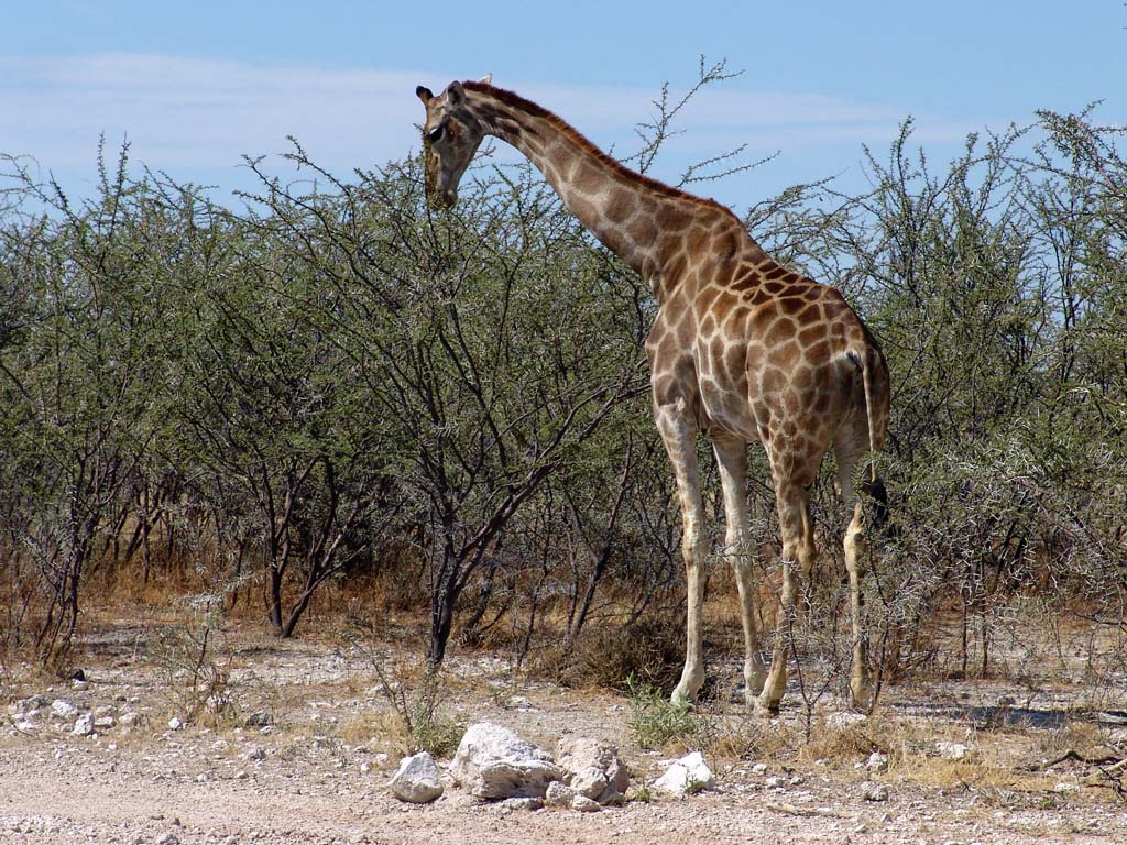 Etosha National Park