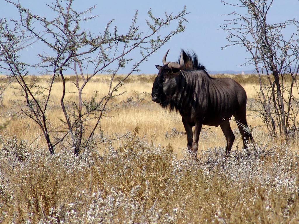 Etosha National Park