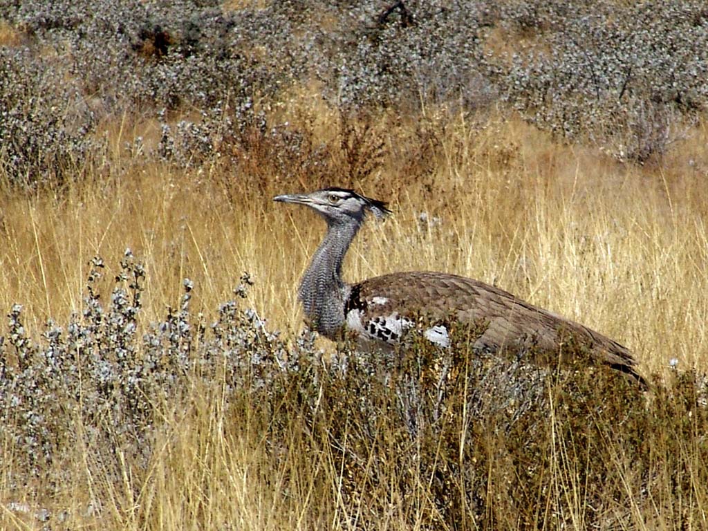 Etosha National Park