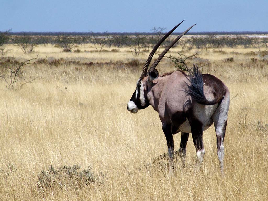 Etosha National Park