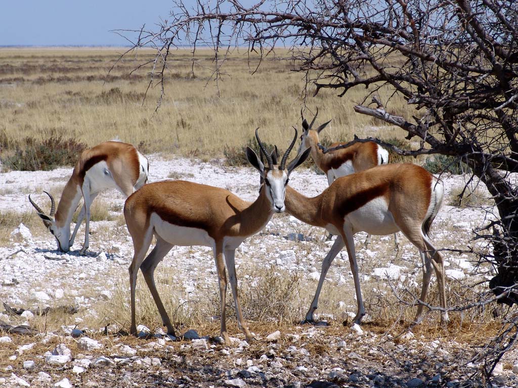 Etosha National Park