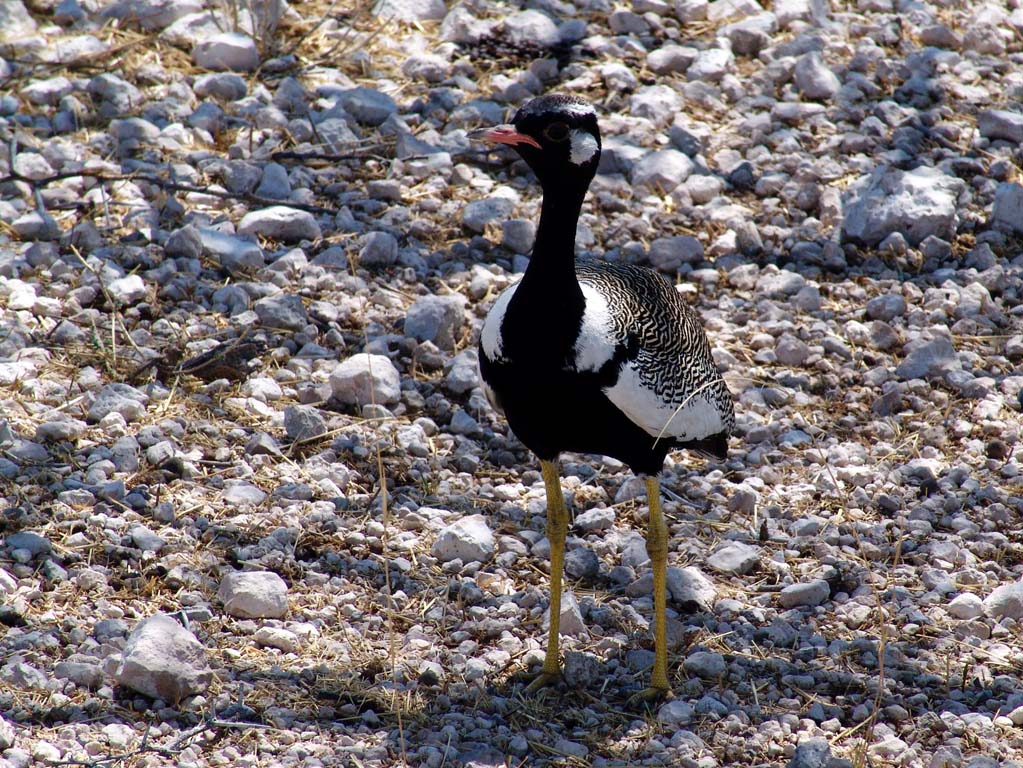 Etosha National Park