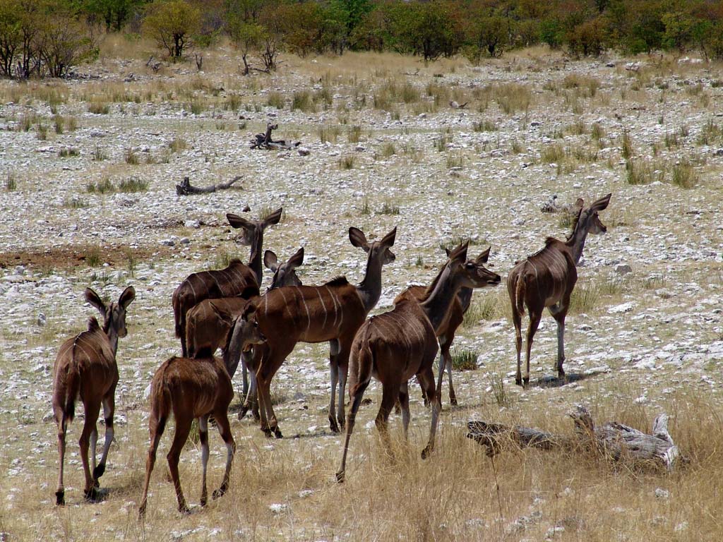 Etosha National Park