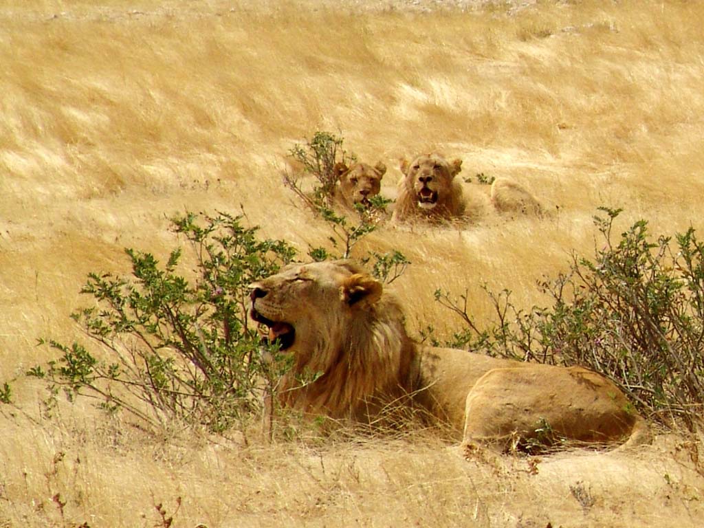 Etosha National Park