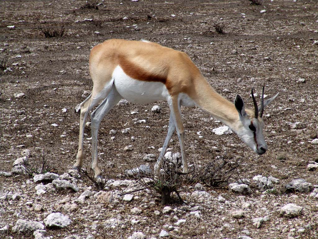 Etosha National Park