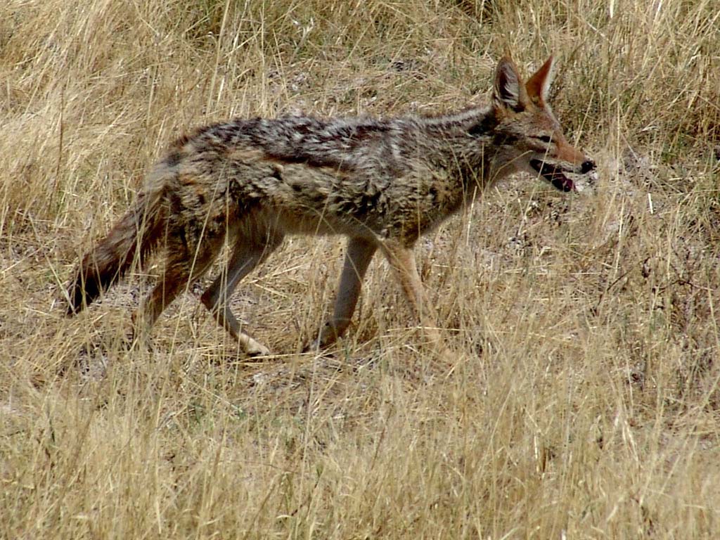 Etosha National Park