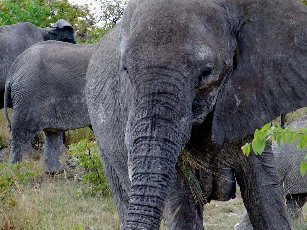 Etosha National Park