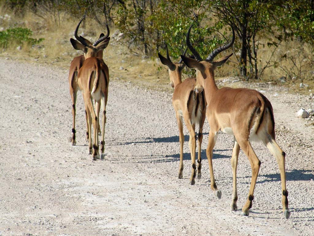 Etosha National Park