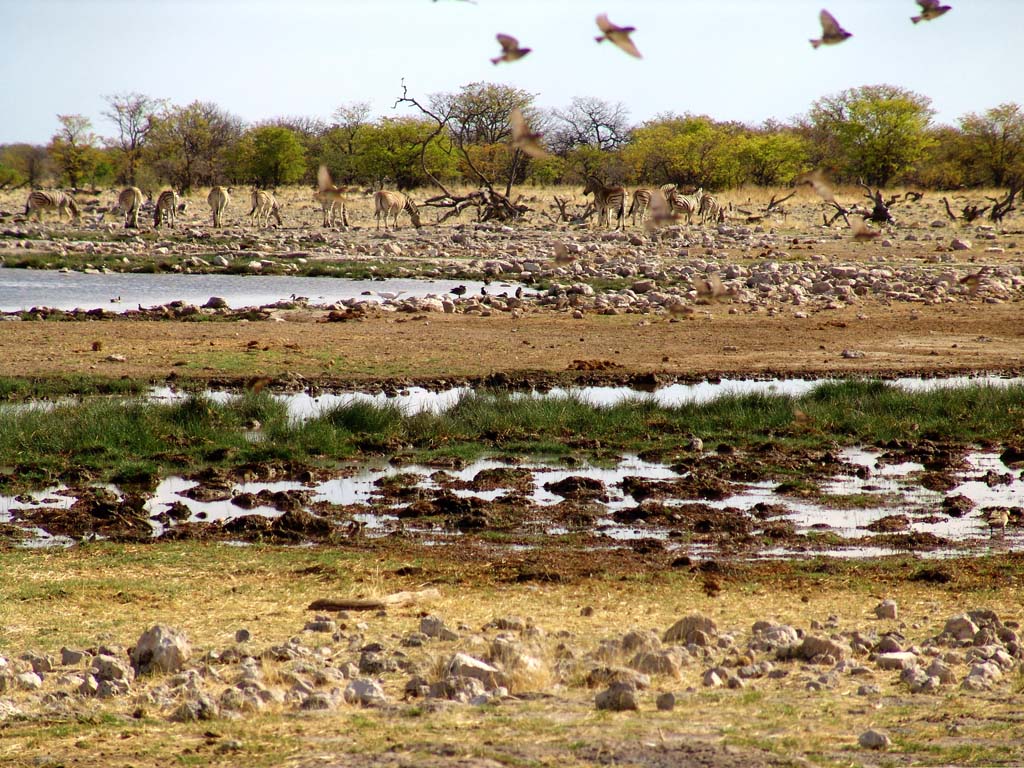 Etosha National Park