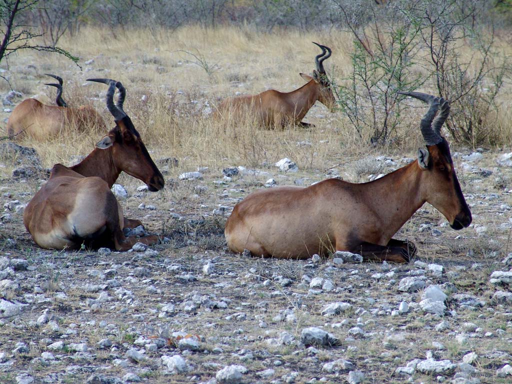 Etosha National Park