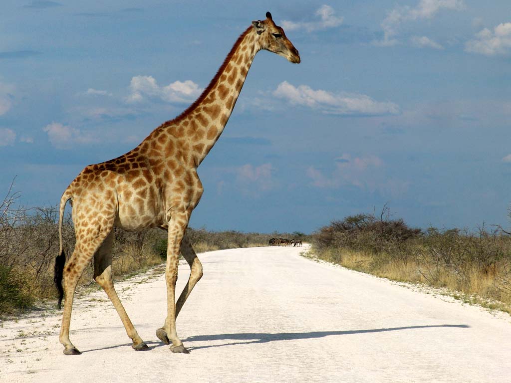 Etosha National Park