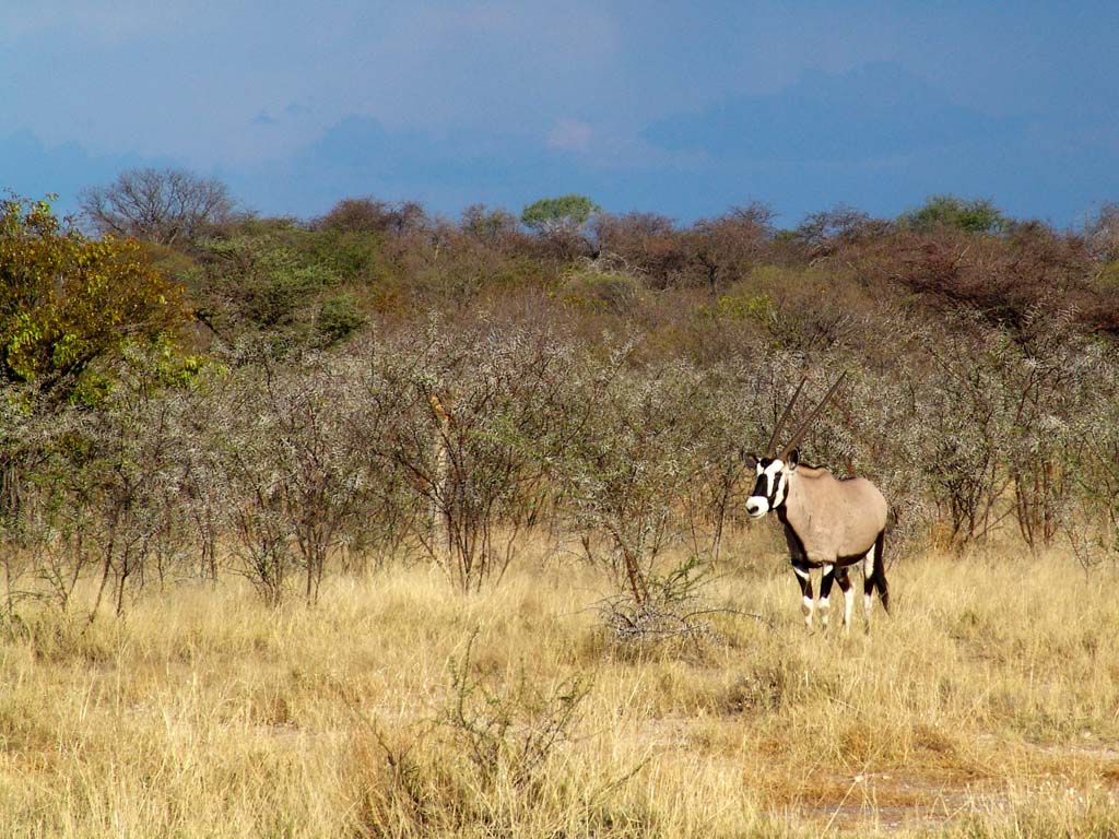 Etosha National Park