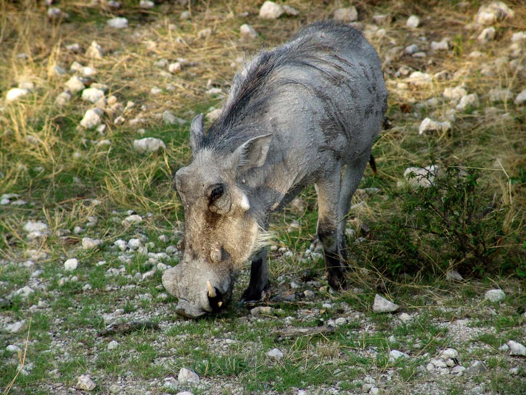 Etosha National Park