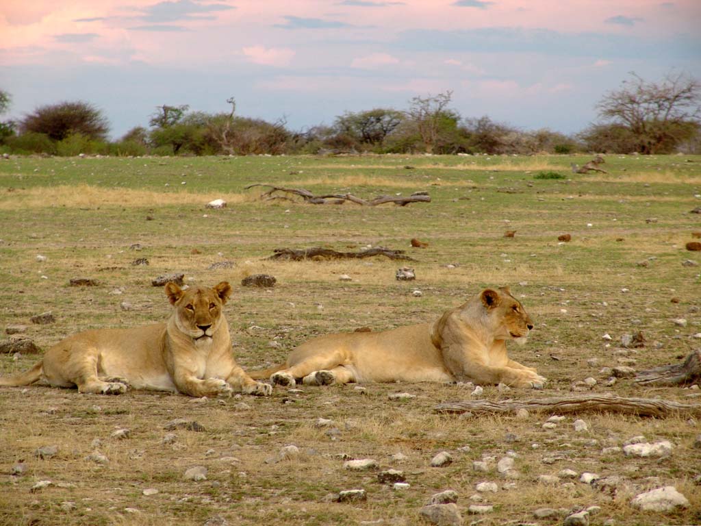 Etosha National Park