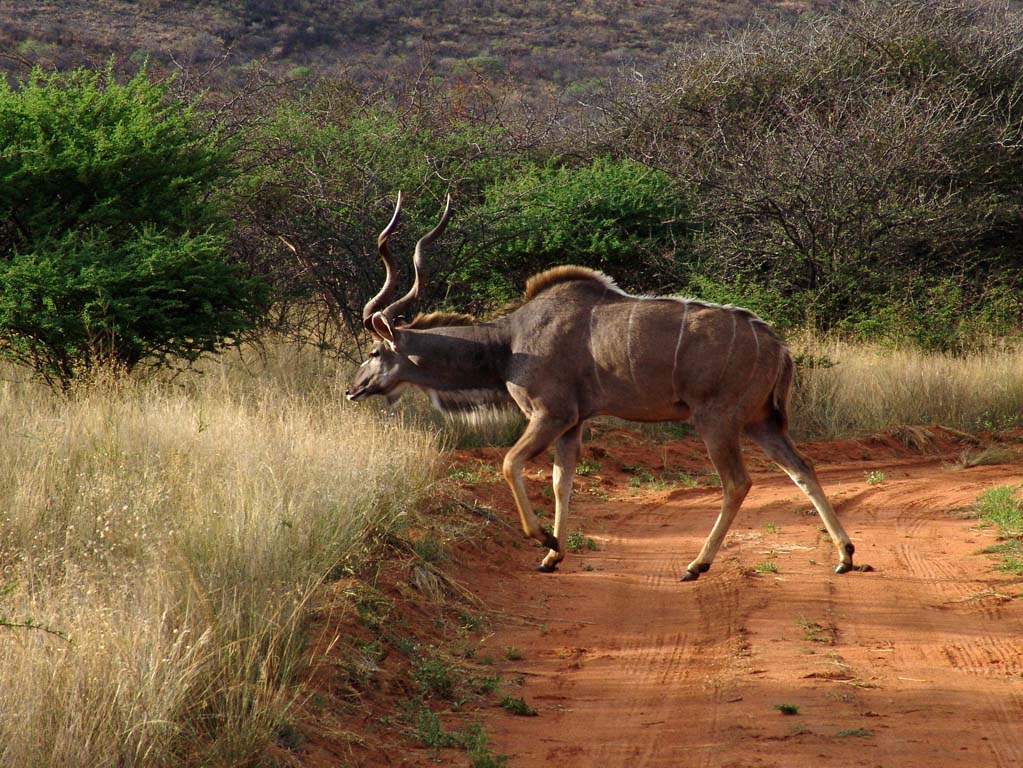 Okonjima