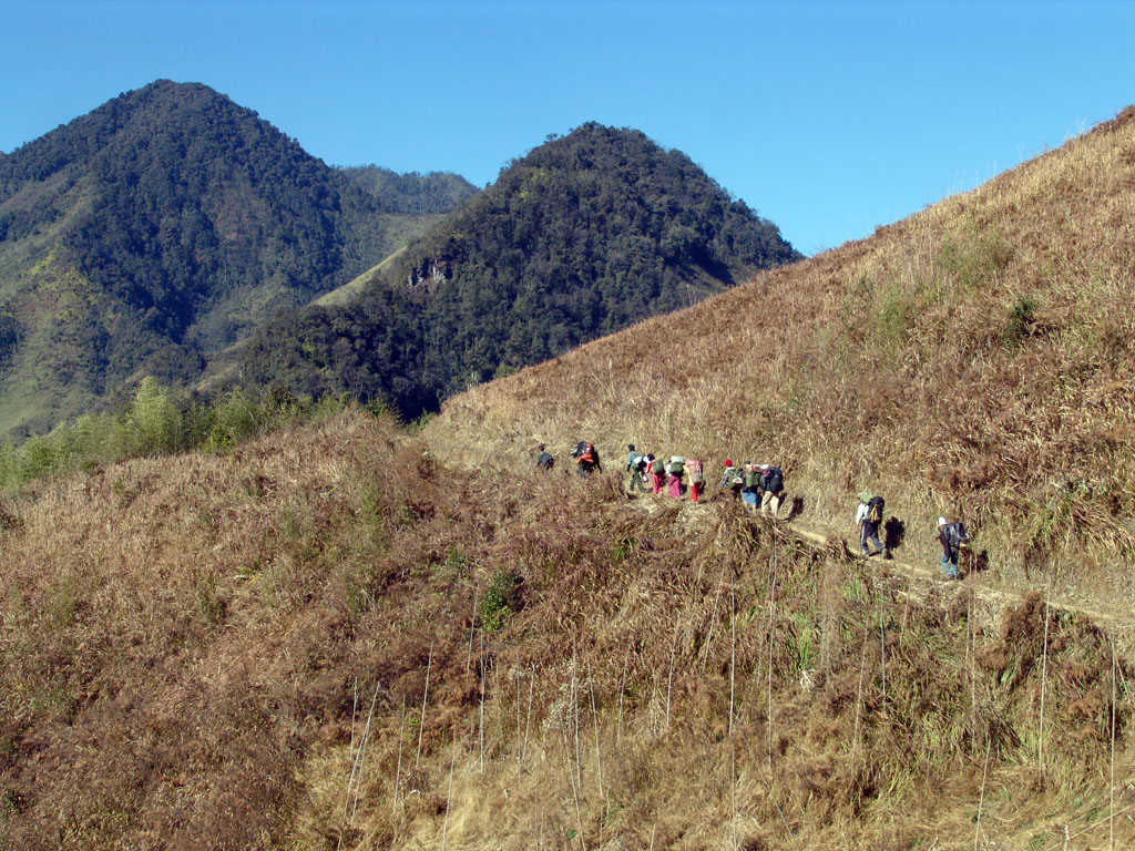 Kangkung-Salitu