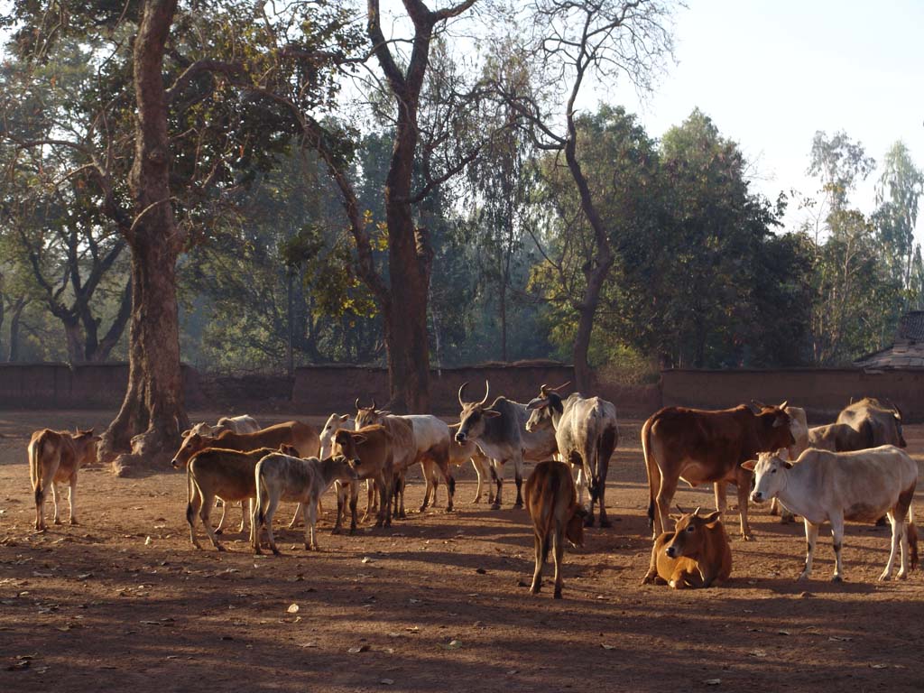 Bastar Region