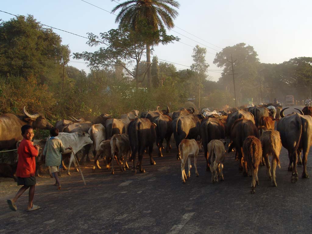 Road to Jaypur