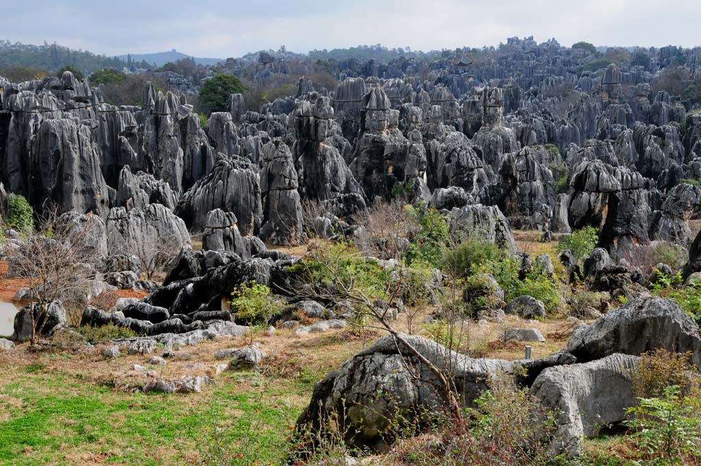 Stone Forest