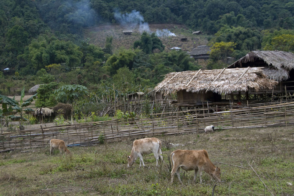 Kabu (Adi Galo)
