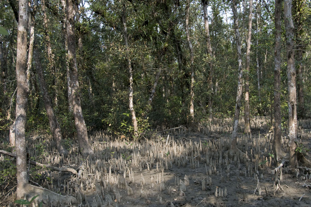 Sundarban
