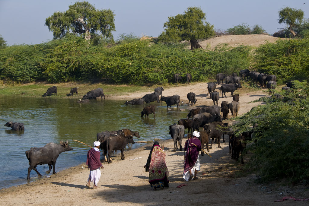 Dasada Region