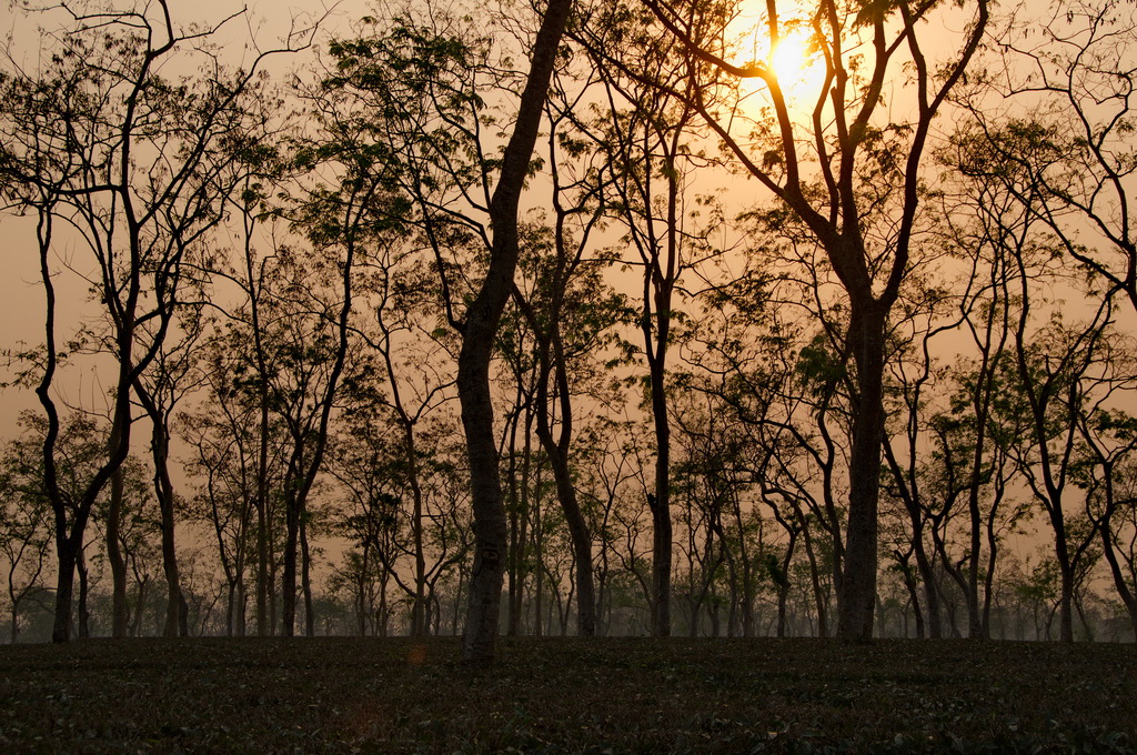 Back in Assam