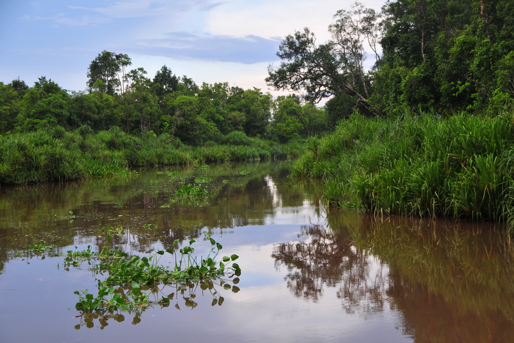 Tanjung Puting NP