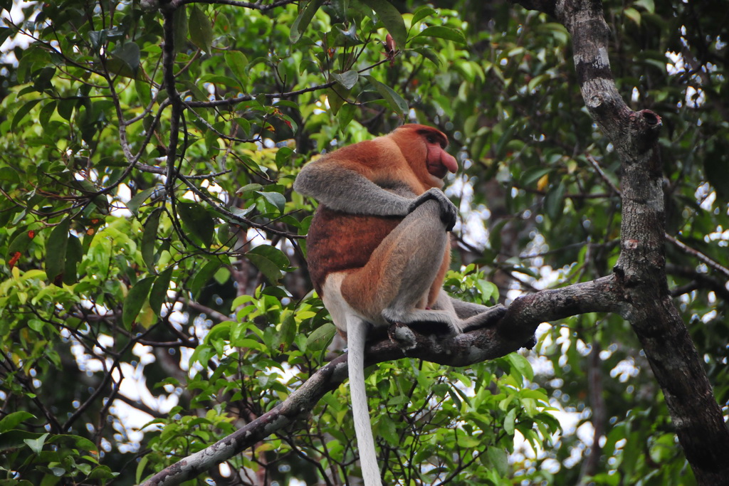 Tanjung Puting NP