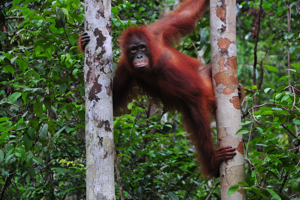 Tanjung Puting NP