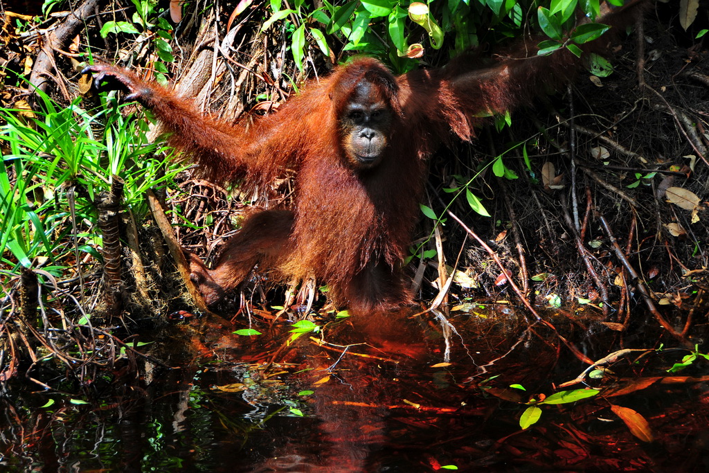 Tanjung Puting NP