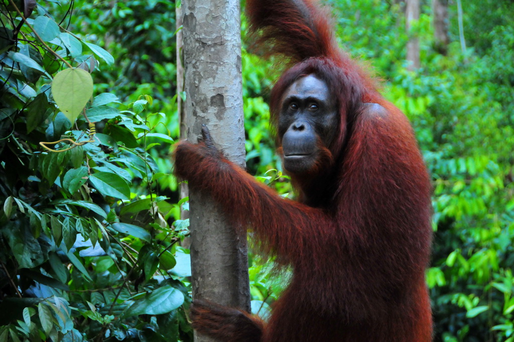 Camp Leakey TP NP